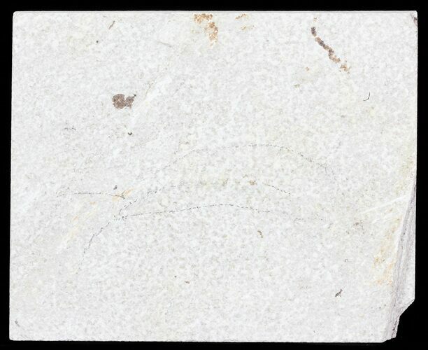 Unprepared Fossil Fish Plate - Around - Long #71822